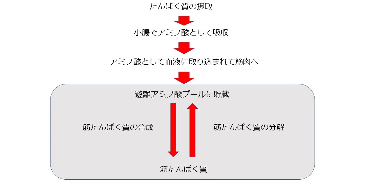 なぜダイエットにはたんぱく質が重要なのか Conditioning Field Blue8 ブルーエイト